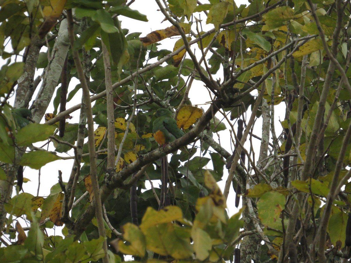 Orange-bellied Fruit-Dove - sheryl mcnair