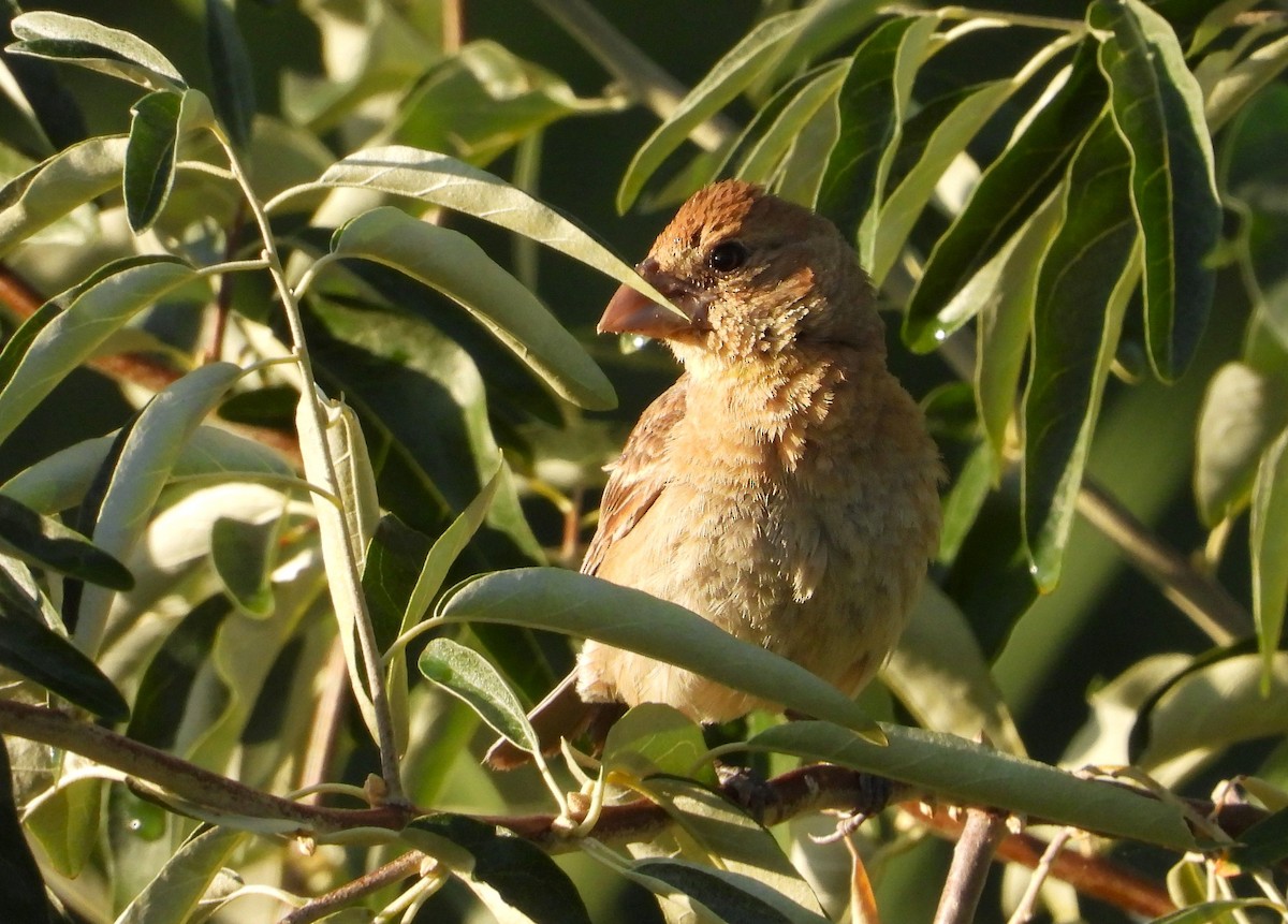 Blue Grosbeak - ML623681387