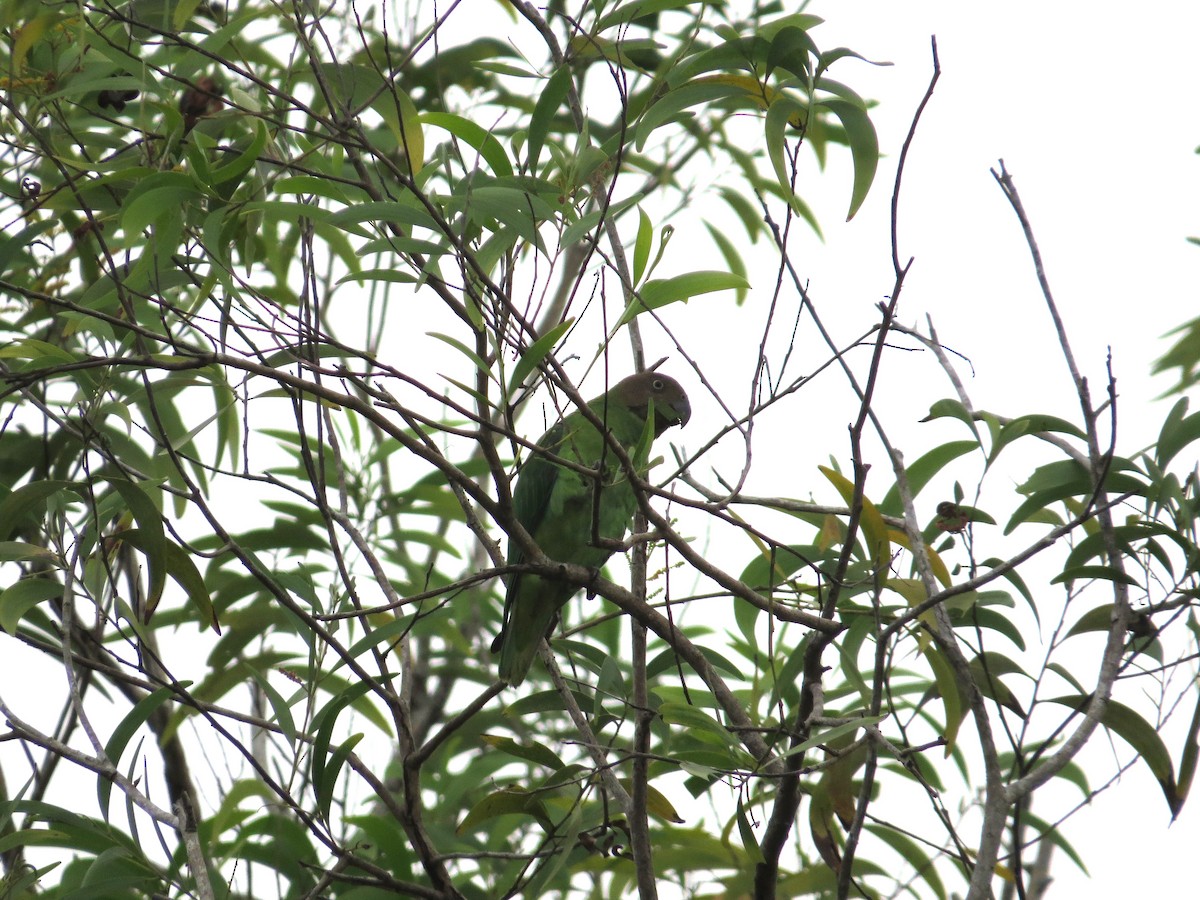 Red-cheeked Parrot - ML623681416