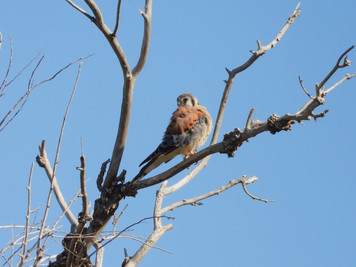 American Kestrel - ML623681420