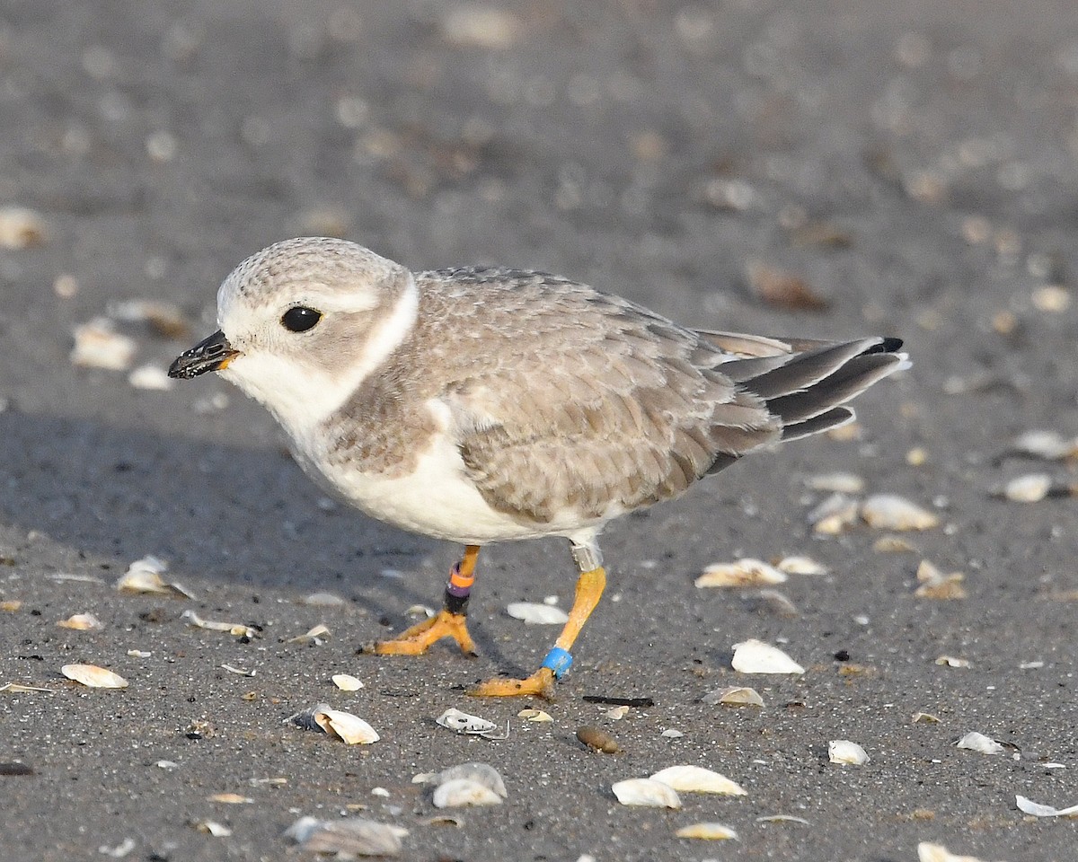 Piping Plover - ML623681435