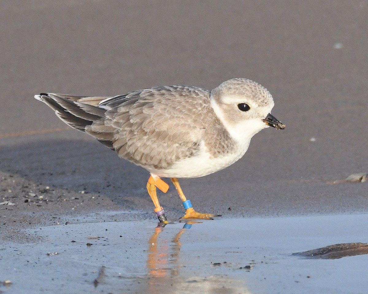 Piping Plover - ML623681445