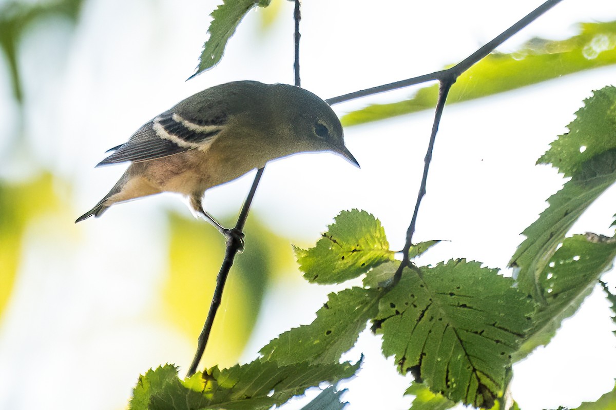 Braunkehl-Waldsänger - ML623681516