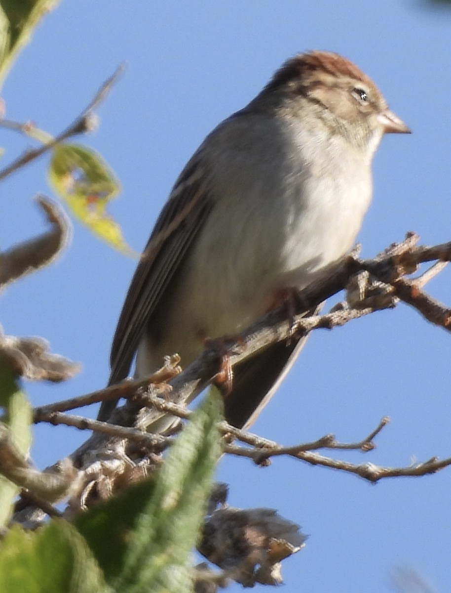 Chipping Sparrow - ML623681533