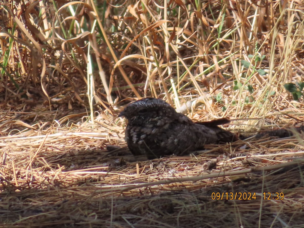 Common Poorwill - Julia Auckland