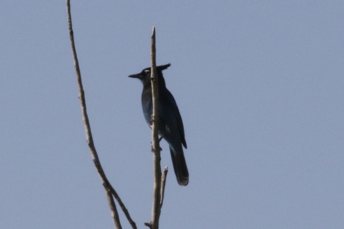 Steller Kargası - ML623681557