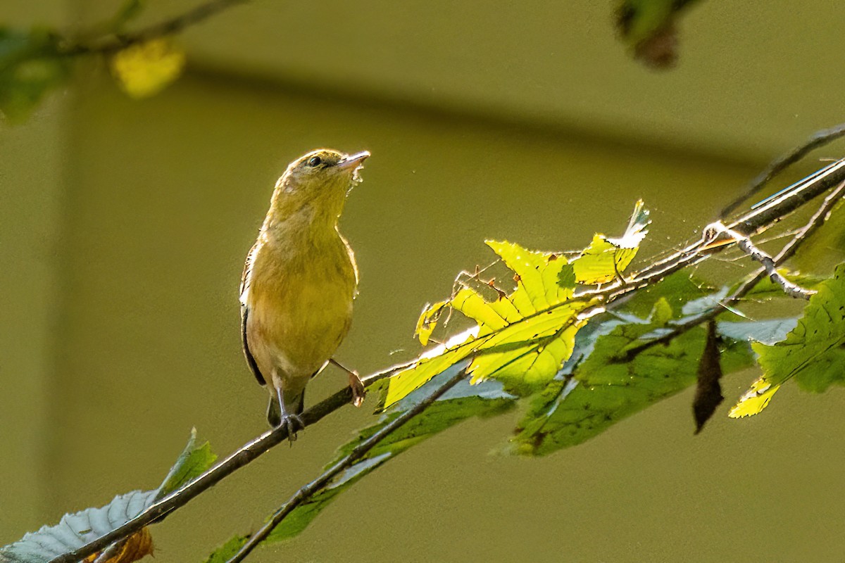 Blackpoll Warbler - Marc Boisvert