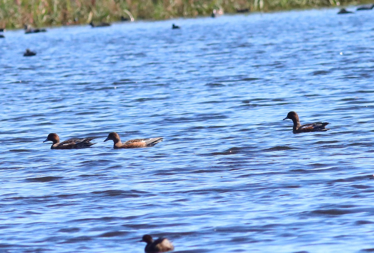 Eurasian Wigeon - ML623681648