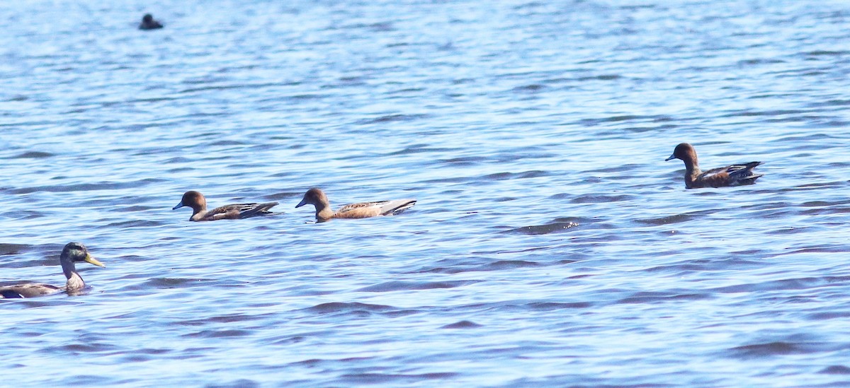 Eurasian Wigeon - ML623681649