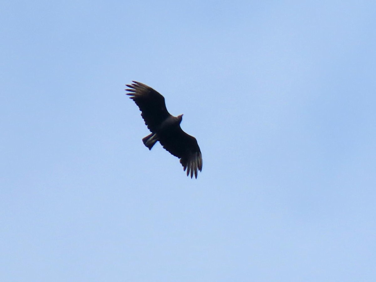 Black Vulture - ML623681655