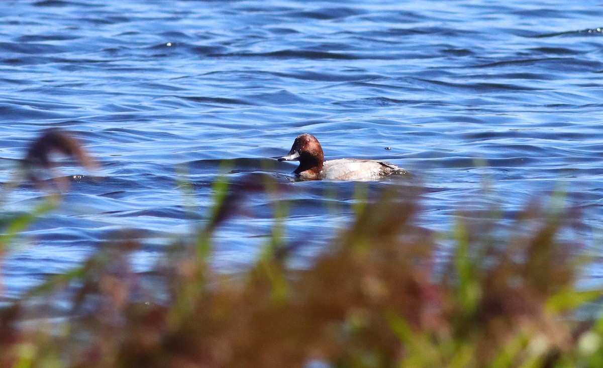 Common Pochard - ML623681673