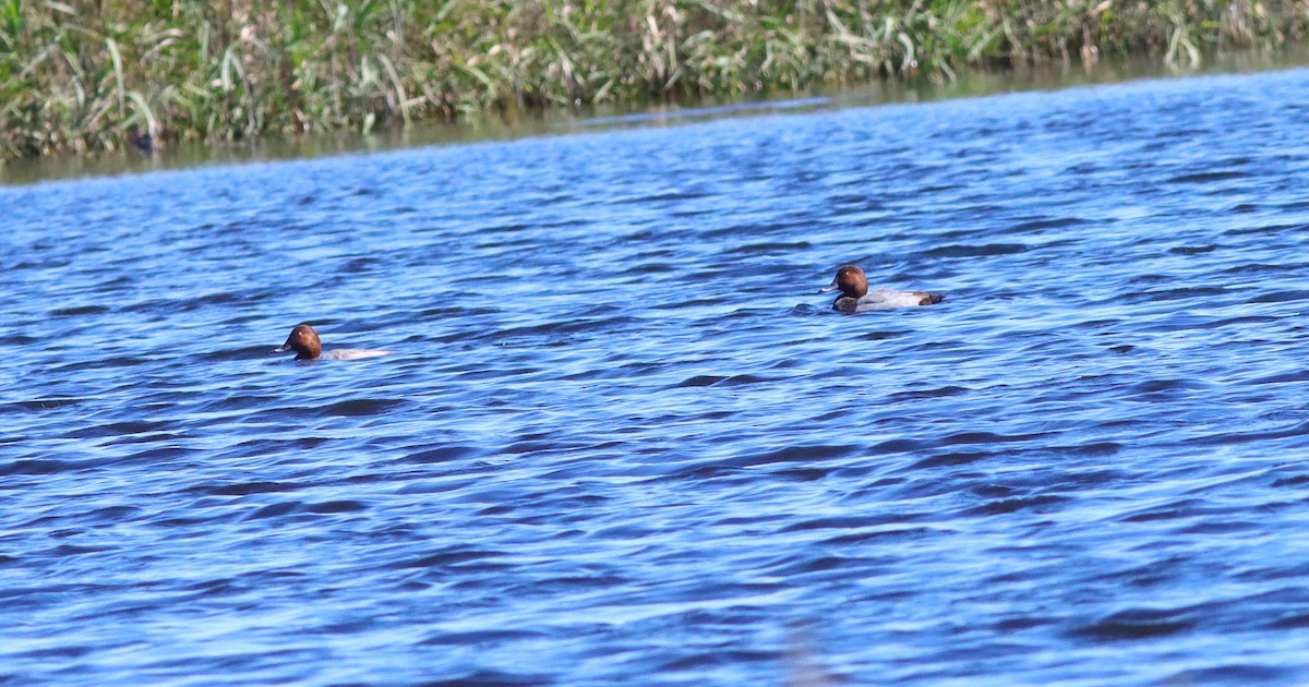 Common Pochard - ML623681674