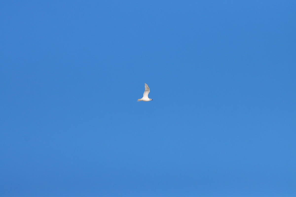 Mediterranean Gull - ML623681683