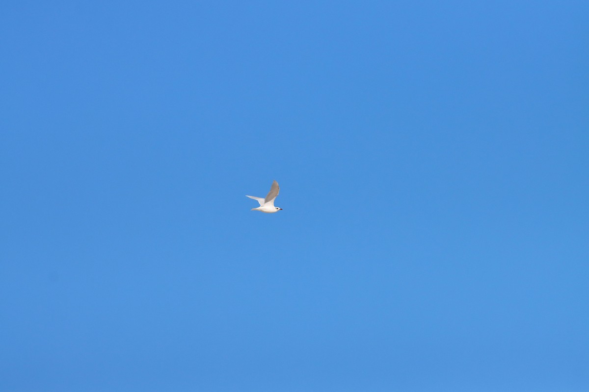 Mediterranean Gull - ML623681687