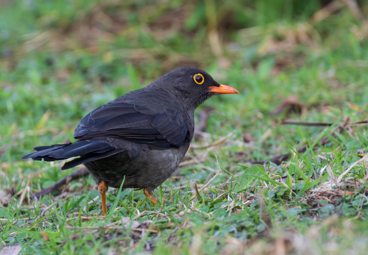 Great Thrush - Marc Brawer