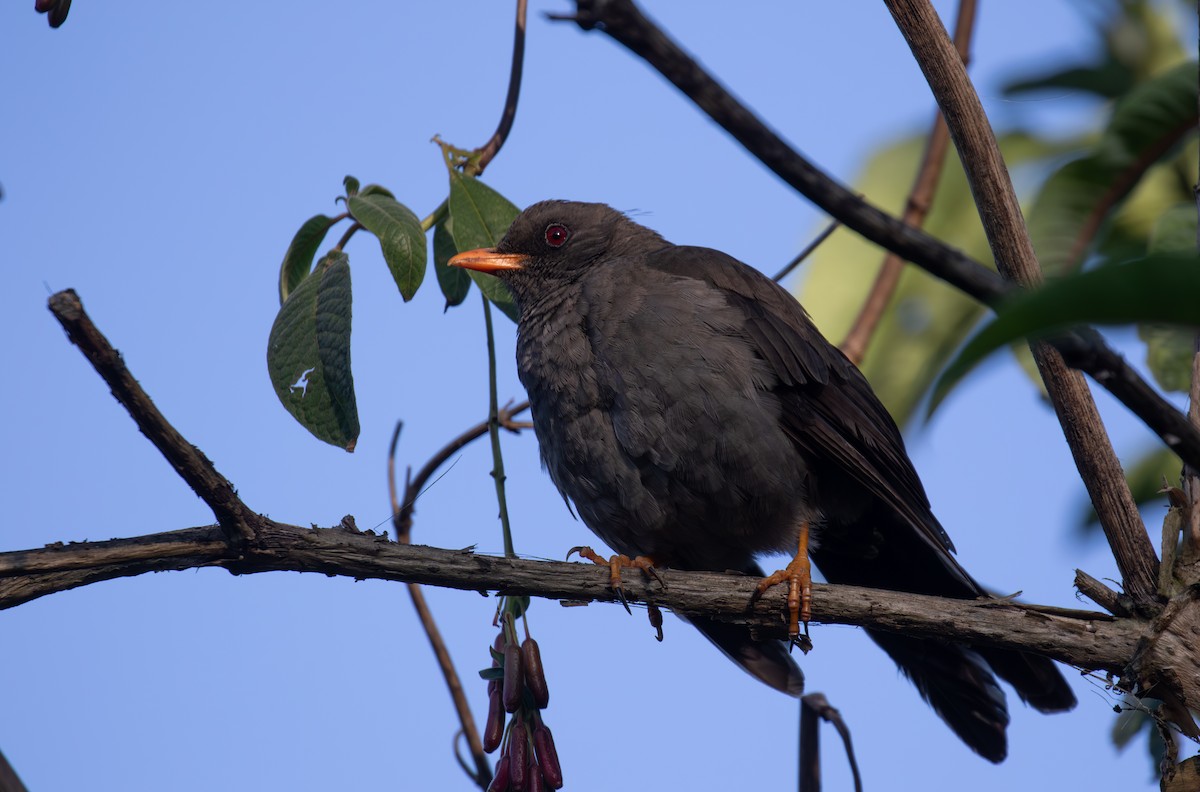 Great Thrush - ML623681710