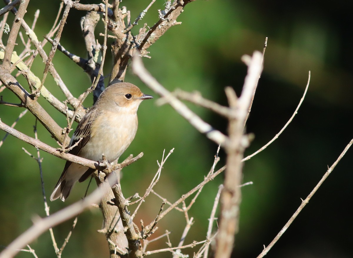 European Pied Flycatcher - ML623681729