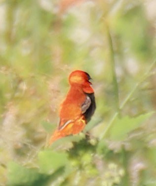 Northern Red Bishop - George Nothhelfer