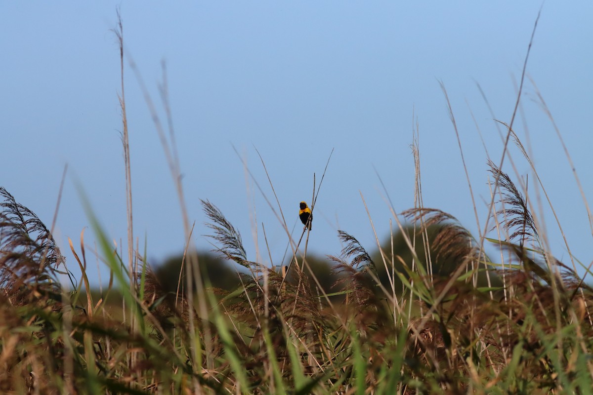 Yellow-crowned Bishop - ML623681776