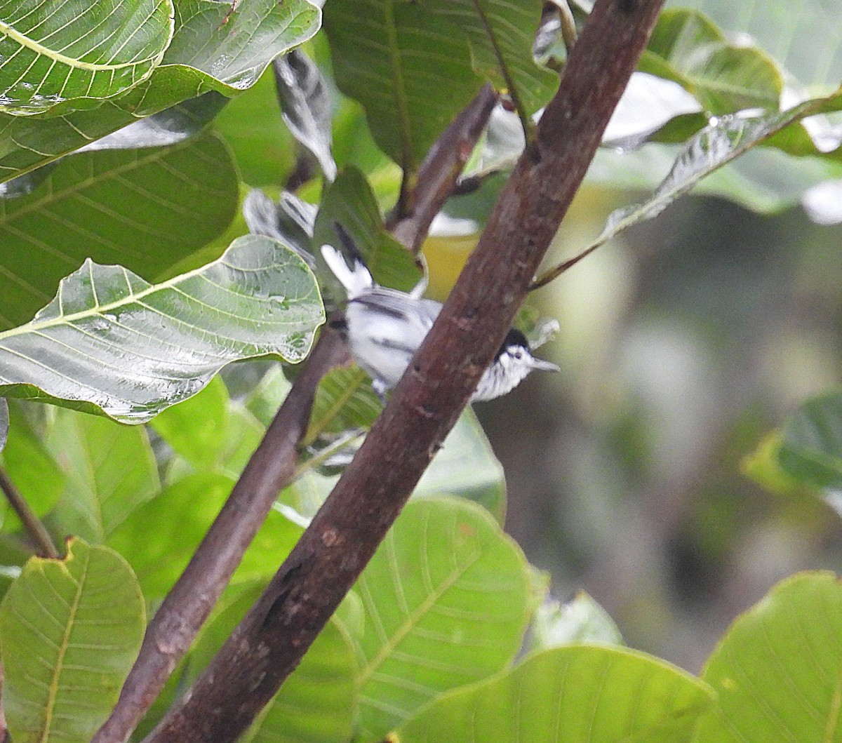 White-browed Gnatcatcher - ML623681791