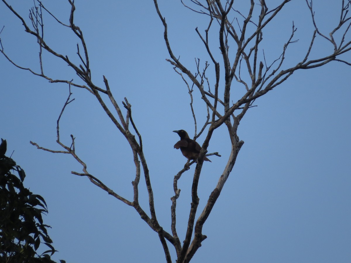 Raggiana Bird-of-Paradise - ML623681813