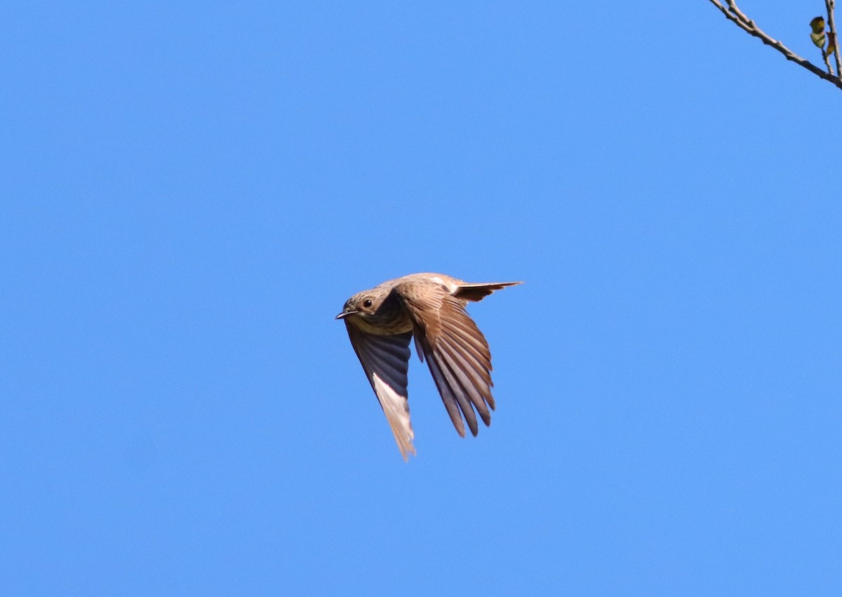 Spotted Flycatcher - ML623681814