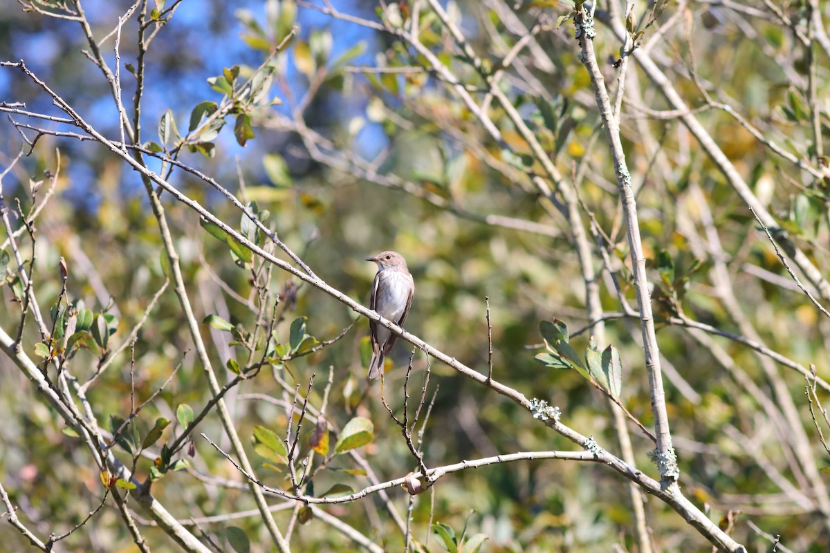 Spotted Flycatcher - ML623681815