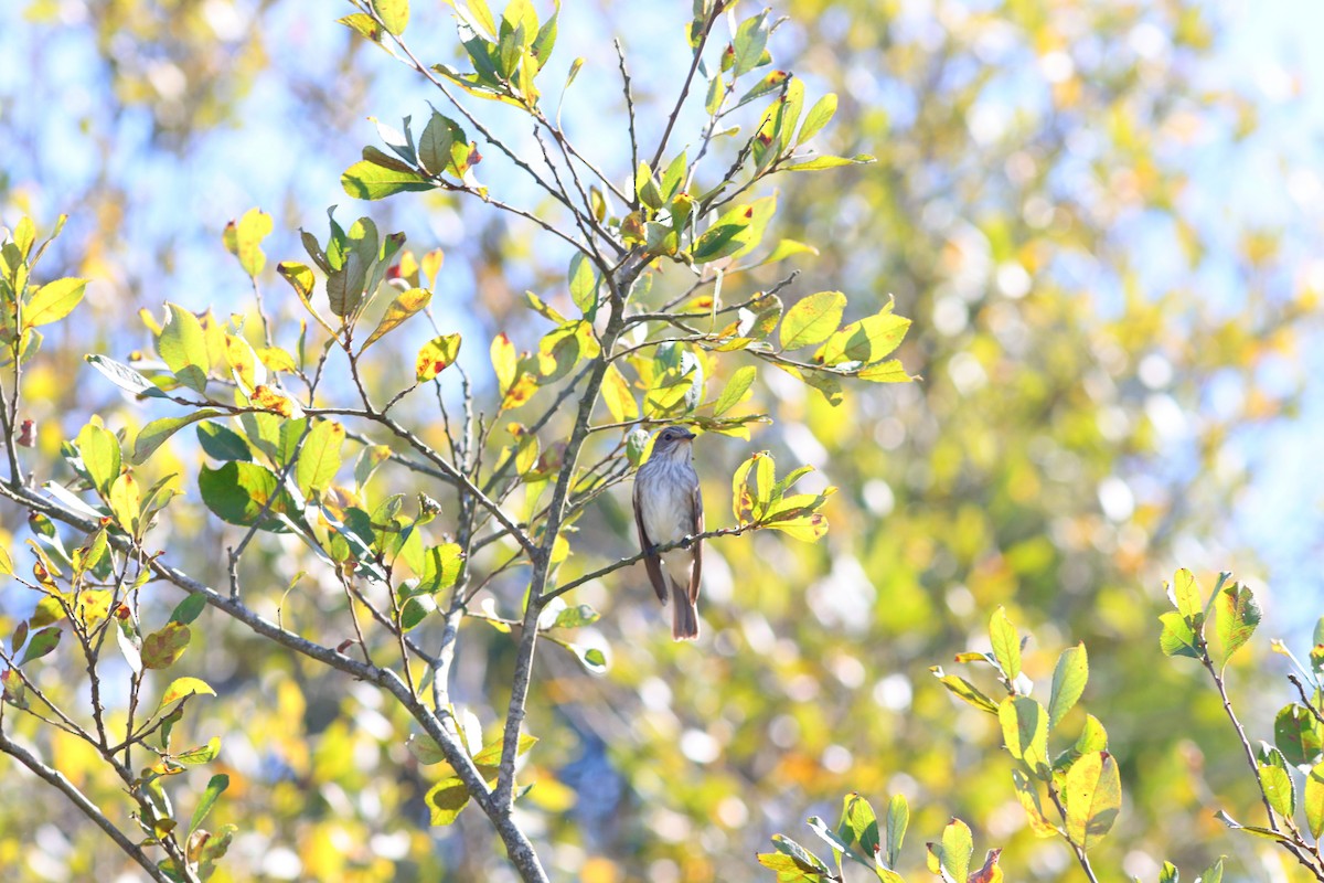 Spotted Flycatcher - ML623681816