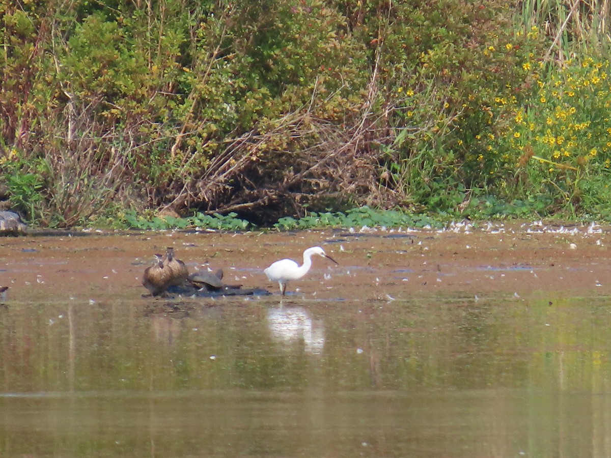 Snowy Egret - ML623681874