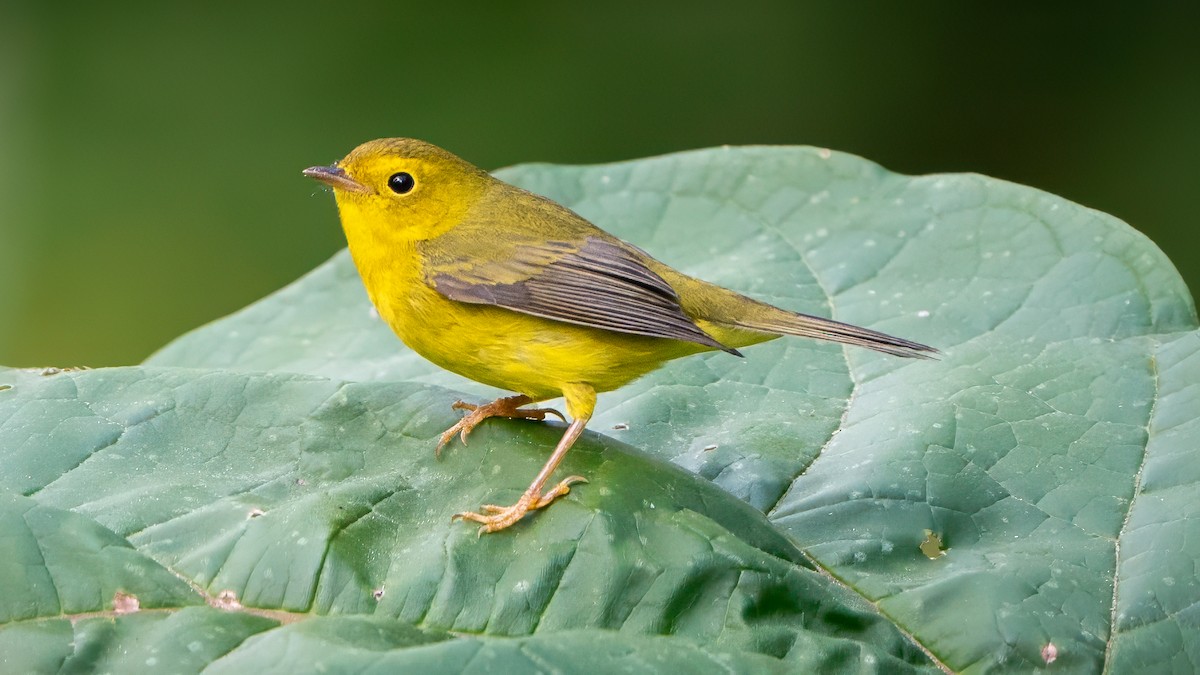 Wilson's Warbler - ML623681877