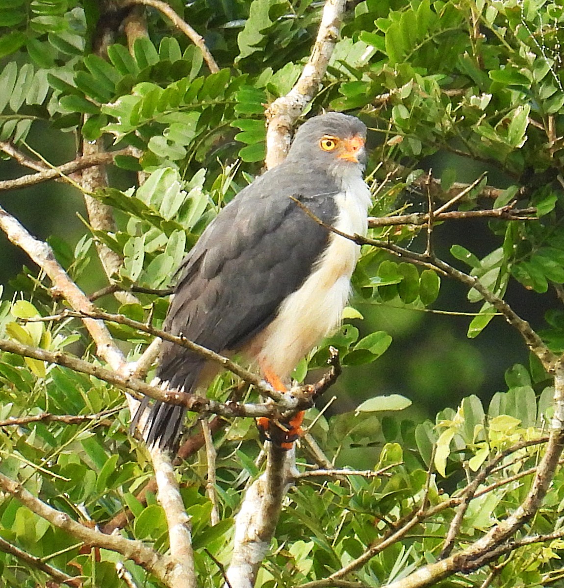 Semiplumbeous Hawk - ML623681878