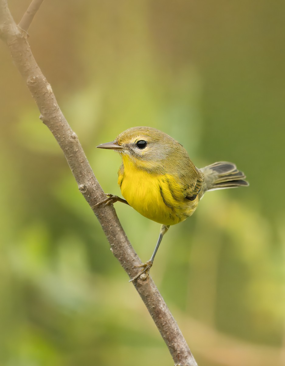 Prairie Warbler - Pramod Prabhu