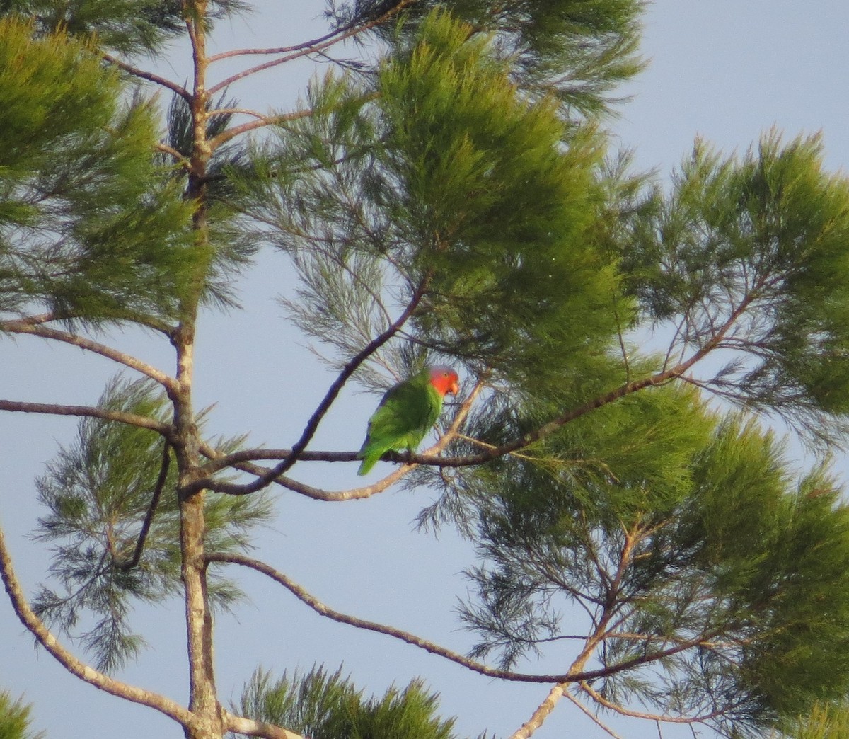 Red-cheeked Parrot - ML623681886