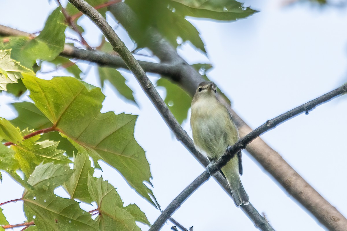 Sängervireo - ML623681893