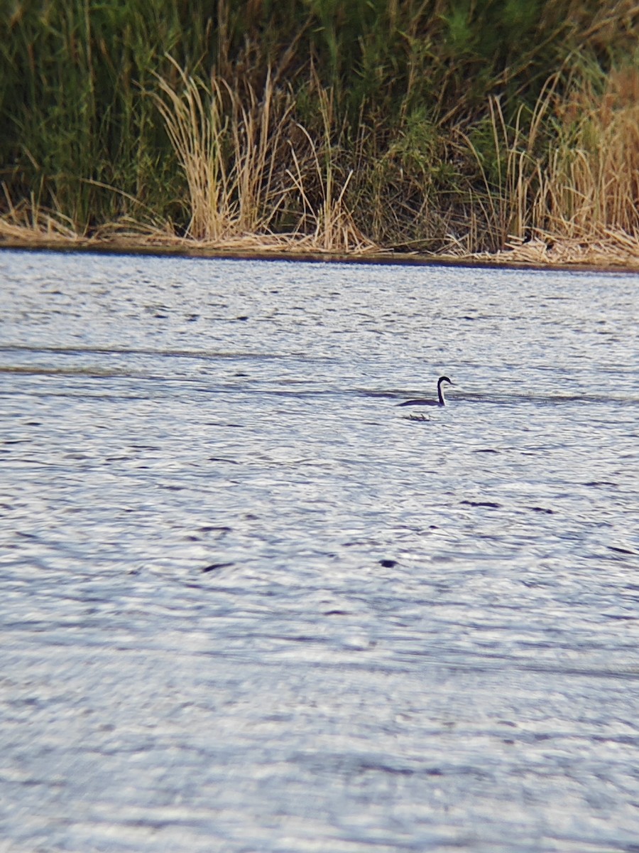 Western Grebe - ML623681917