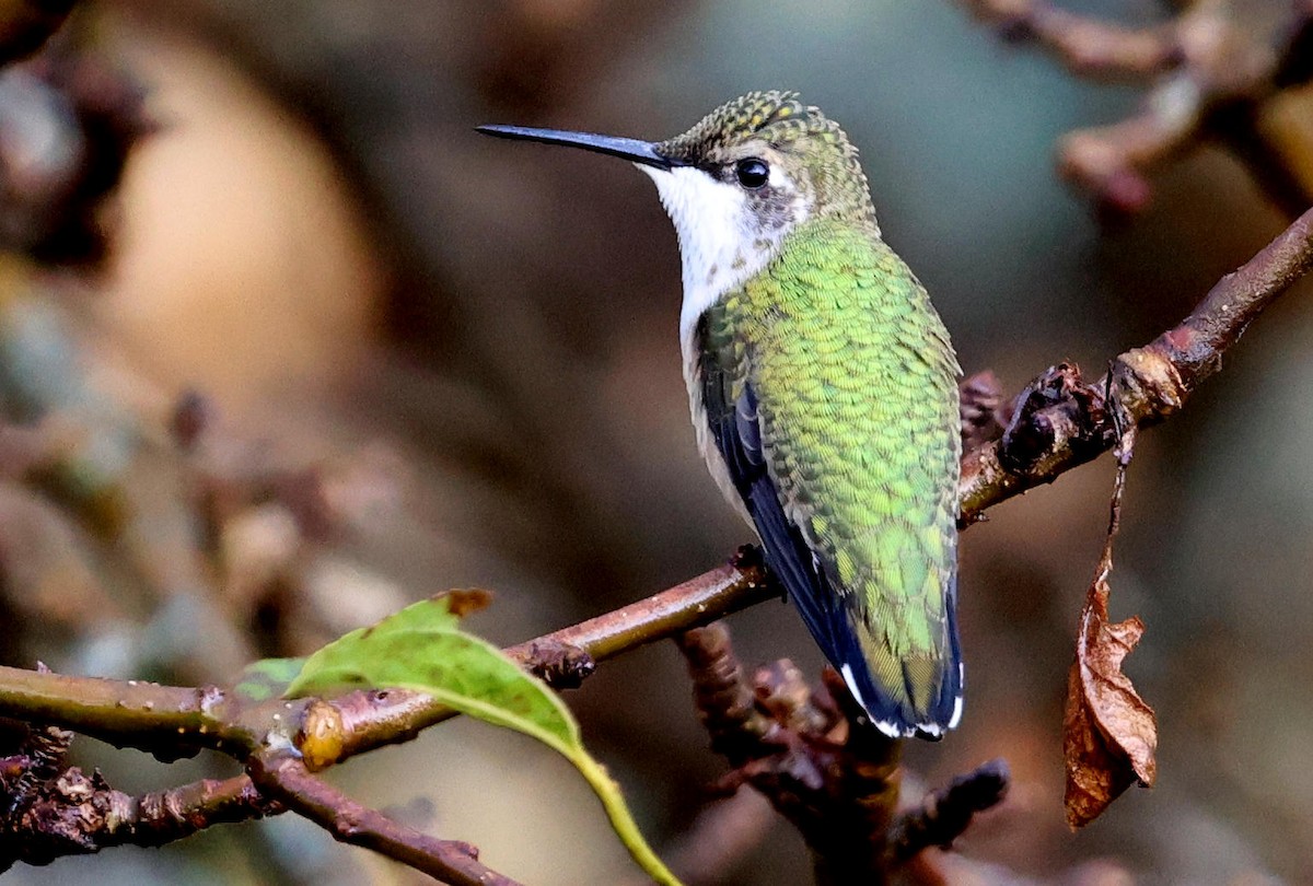 Ruby-throated Hummingbird - ML623681966