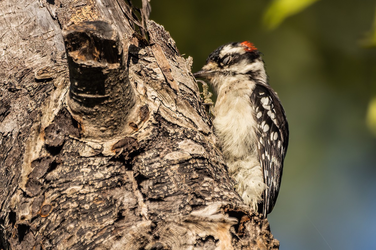 Downy Woodpecker - Marc Boisvert