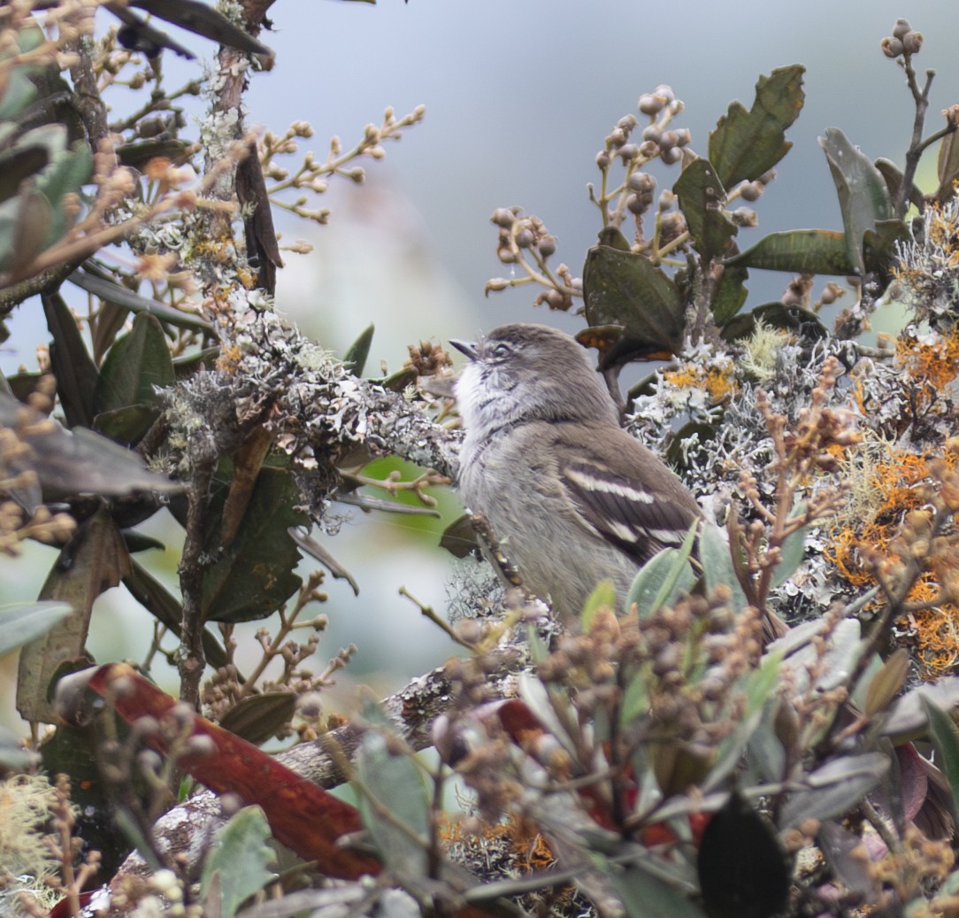 White-throated Tyrannulet - ML623682010