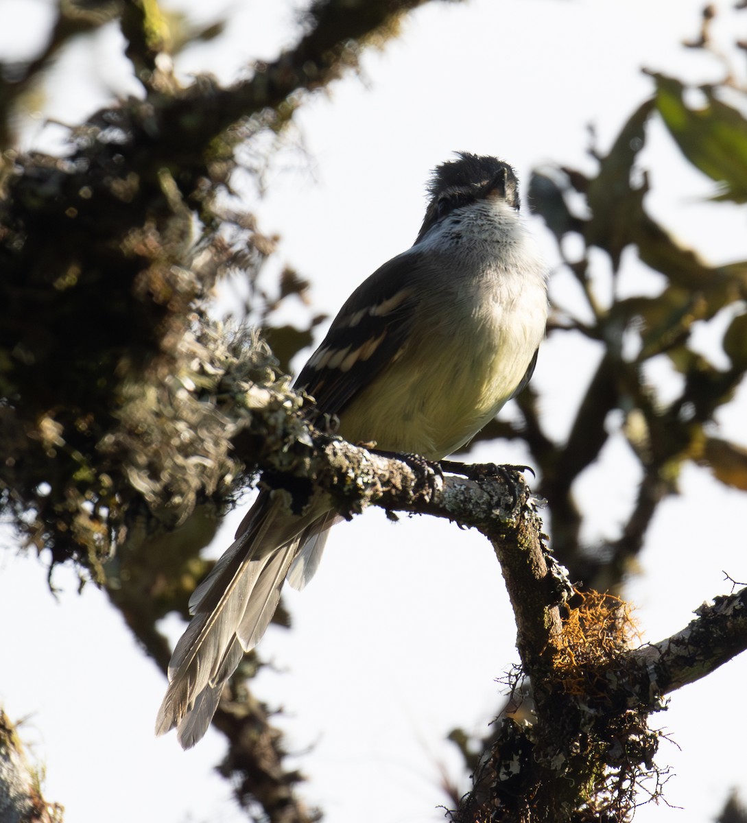 White-throated Tyrannulet - ML623682013