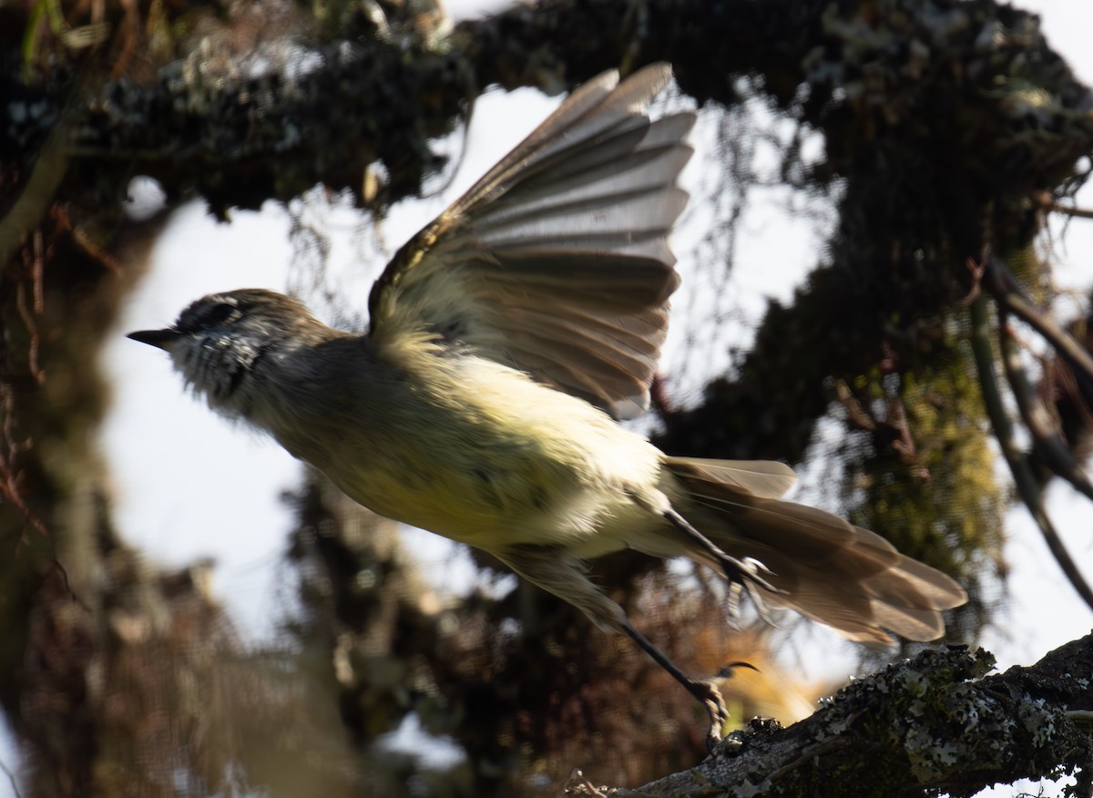 White-throated Tyrannulet - ML623682014