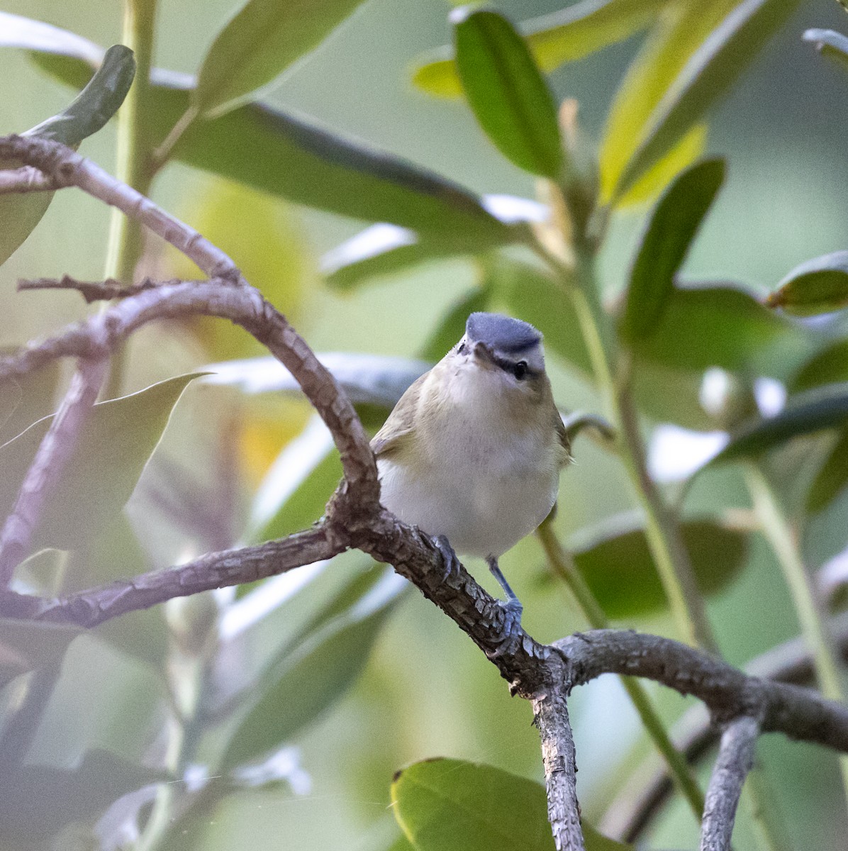 Red-eyed Vireo - Jason Barcus