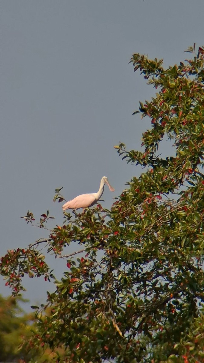 Roseate Spoonbill - ML623682041