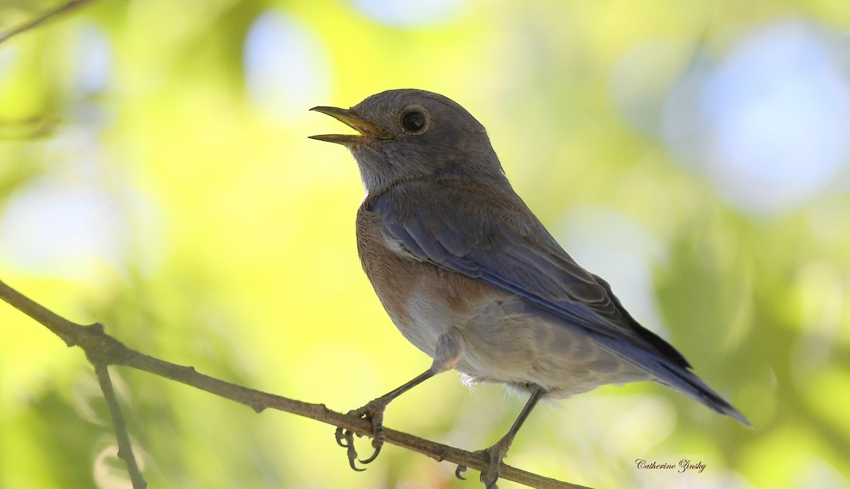 Western Bluebird - Catherine Zinsky