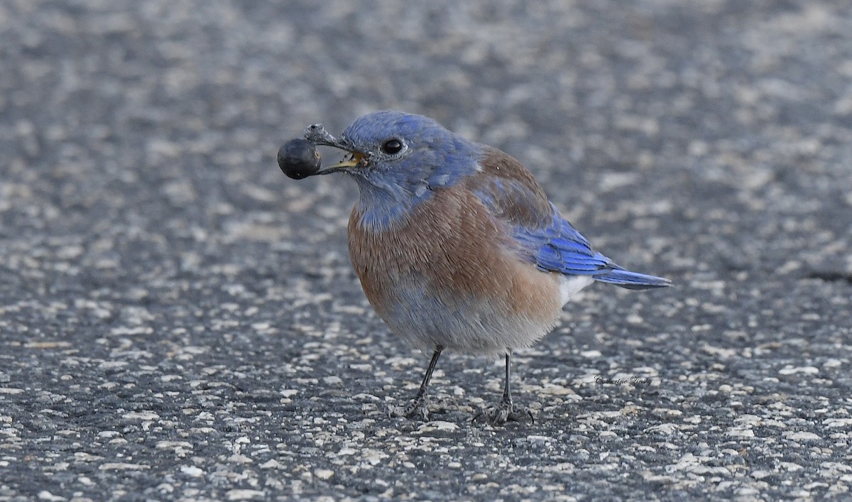 Western Bluebird - Catherine Zinsky