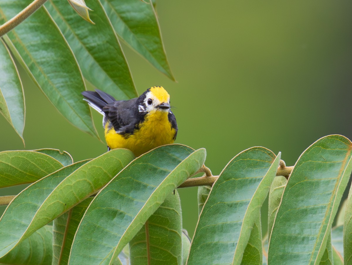 Golden-fronted Redstart - ML623682133