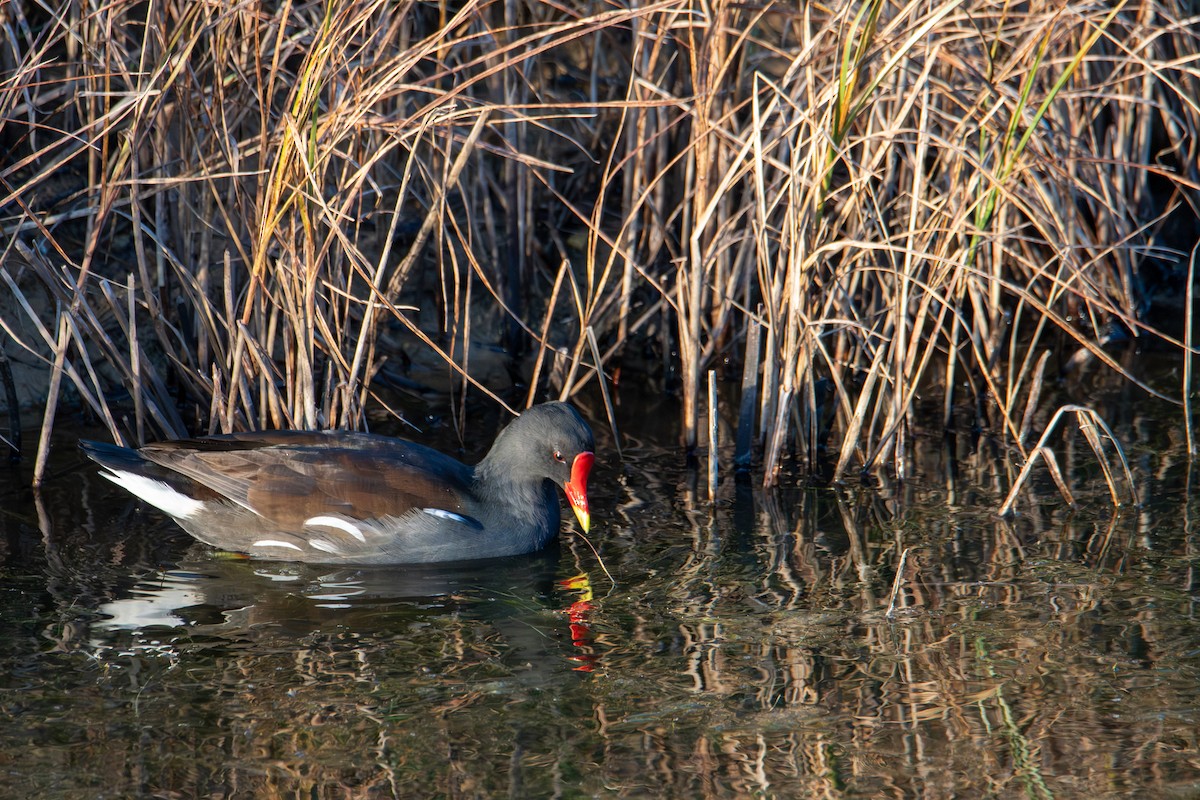 Eurasian Moorhen - ML623682152