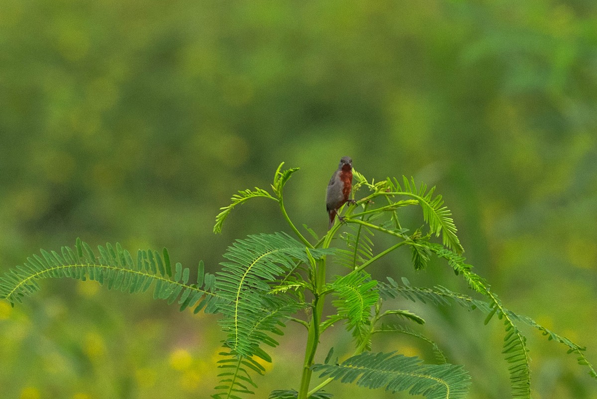 Chestnut-bellied Seedeater - ML623682216