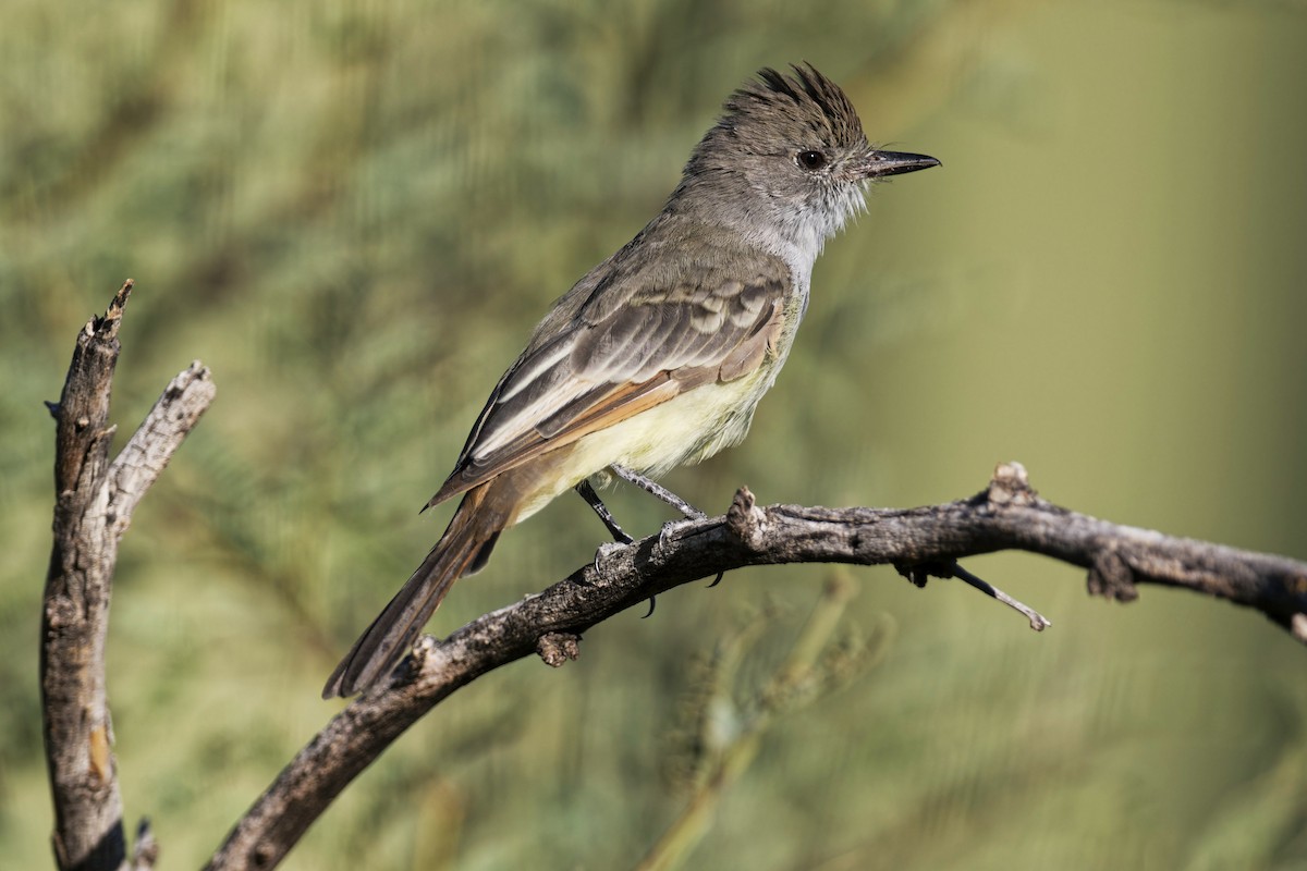 Ash-throated Flycatcher - Anonymous