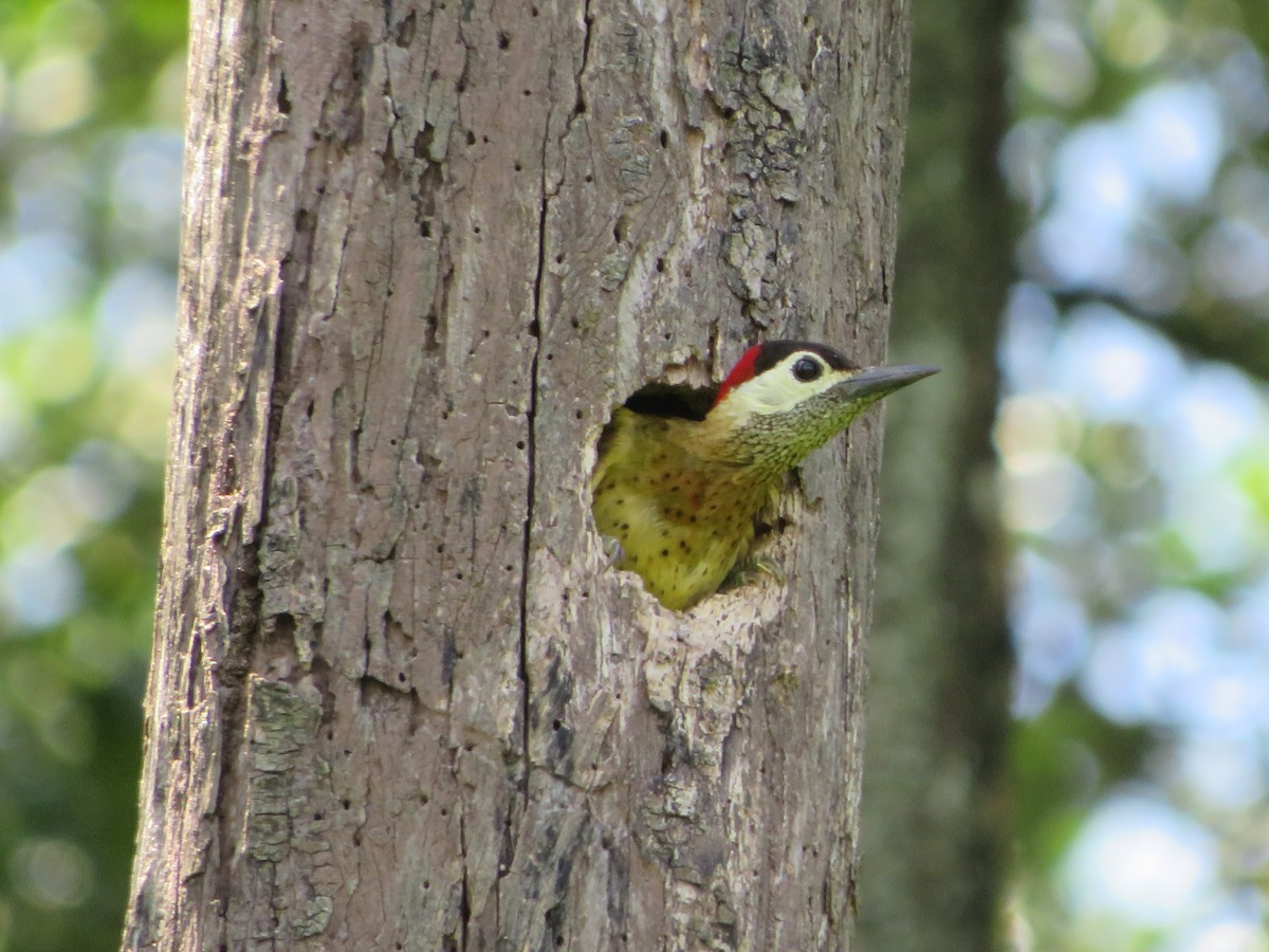 Spot-breasted Woodpecker - ML623682252