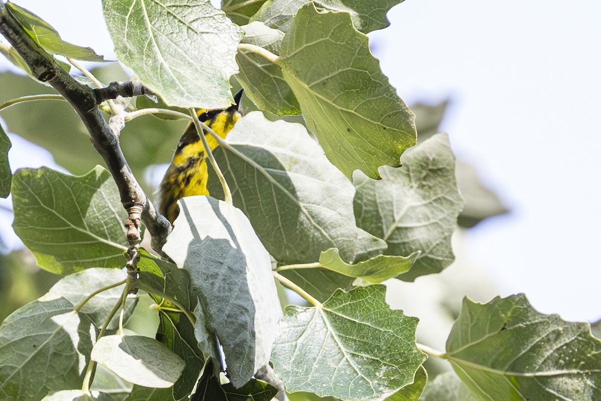 Townsend's Warbler - ML623682263